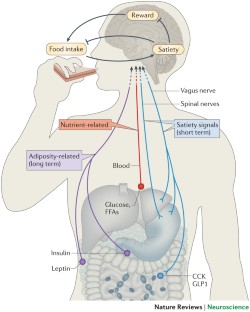 Neurobiology of food intake in health and disease | Nature Reviews ...