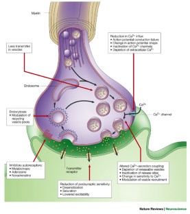 Short-term plasticity at the calyx of held | Nature Reviews Neuroscience