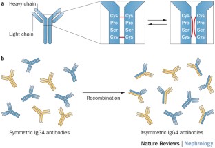 Igg4-related Disease And The Kidney 