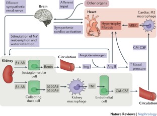 Macrophages take centre stage in the heart–brain–kidney axis | Nature ...