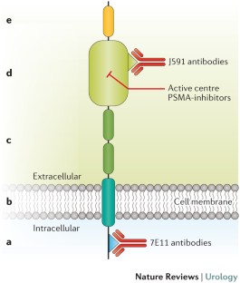 Current use of PSMA–PET in prostate cancer management | Nature Reviews ...