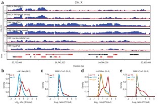 Drosophila MSL complex globally acetylates H4K16 on the male X ...