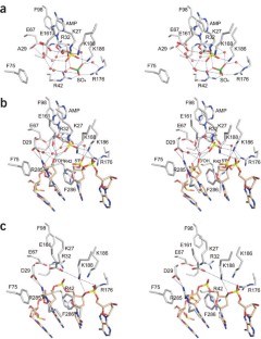 Structural basis for nick recognition by a minimal pluripotent DNA