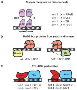 Combinatorial control of gene expression | Nature Structural ...