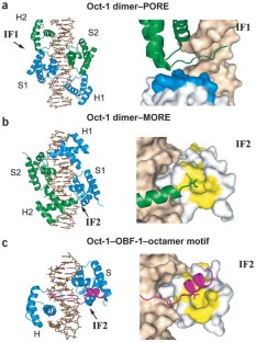 Combinatorial control of gene expression | Nature Structural ...