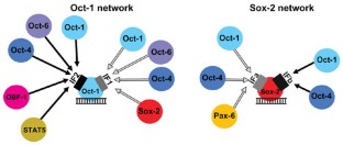 Combinatorial control of gene expression | Nature Structural ...
