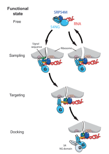 SRP meets the ribosome | Nature Structural & Molecular Biology