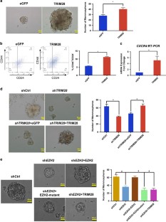 TRIM28 interacts with EZH2 and SWI/SNF to activate genes that promote ...