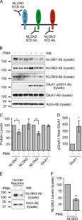 Isoform-specific Cleavage Of Neuroligin-3 Reduces Synapse Strength ...