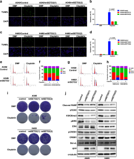 Acquired SETD2 mutation and impaired CREB1 activation confer cisplatin