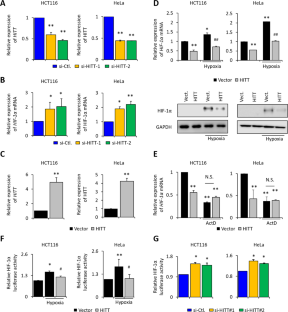 A lncRNA coordinates with Ezh2 to inhibit HIF-1α transcription and ...