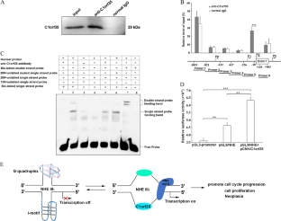 C1orf35 contributes to tumorigenesis by activating c-MYC 