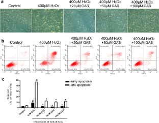 Gastrodin protects H9c2 cardiomyocytes against oxidative injury by
