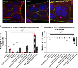 Drosophila Atg9 regulates the actin cytoskeleton via interactions with