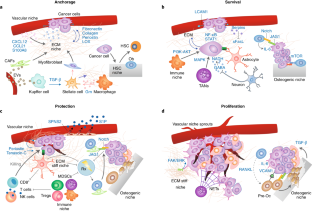 Metastatic niche functions and therapeutic opportunities | Nature Cell ...