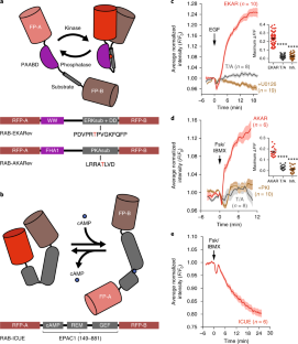 Single-fluorophore biosensors for sensitive and multiplexed detection ...