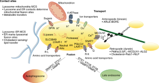The lysosome as a cellular centre for signalling, metabolism and