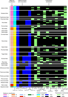 Virus structures constrain transmission modes | Nature Microbiology