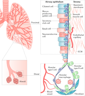 The lung microenvironment: an important regulator of tumour growth and