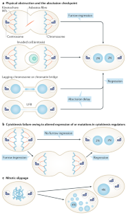 Cytokinesis defects and cancer | Nature Reviews Cancer