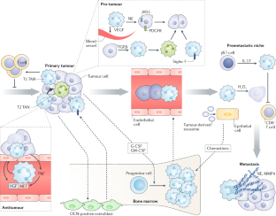 Neutrophils as emerging therapeutic targets | Nature Reviews Drug Discovery