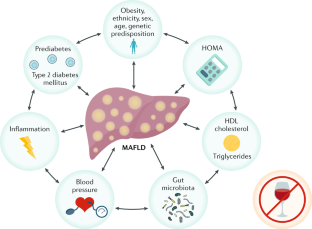 From NAFLD to MAFLD: when pathophysiology succeeds | Nature Reviews ...