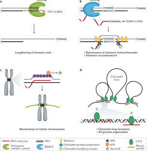 RNA: a double-edged sword in genome maintenance | Nature Reviews Genetics