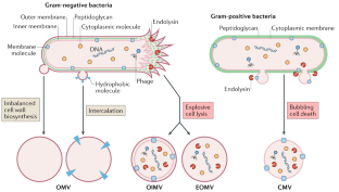 Types and origins of bacterial membrane vesicles | Nature Reviews