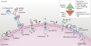 chaperone mediated autophagy