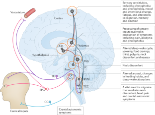 Biological insights from the premonitory symptoms of migraine | Nature ...