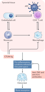 Testing the anti-osteoclastic function of biologic DMARDs | Nature ...