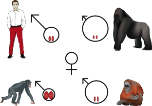 evolutionary purpose of different penis shapes evolutionary purpose of different penis shapes