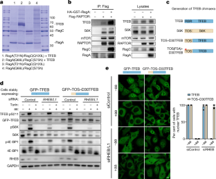 A substrate-specific mTORC1 pathway underlies Birt-Hogg ...