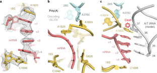 Mechanism of ribosome stalling during translation of a poly(A) tail ...