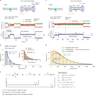 Real-time observation of CRISPR spacer acquisition by Cas1 