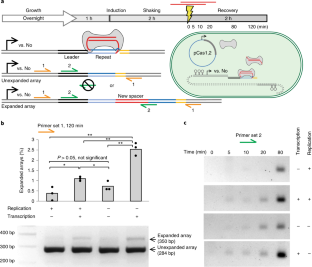 Real-time observation of CRISPR spacer acquisition by Cas1 