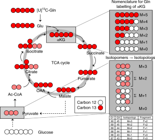 isotope tca glutamine analysis carbon labelling lc cycle stable ms vivo metabolism