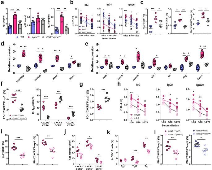 atherogenic dyslipidemia promotes autoimmune follicular helper t atherogenic dyslipidemia promotes autoimmune follicular helper t cell responses via il 27 nature immunology