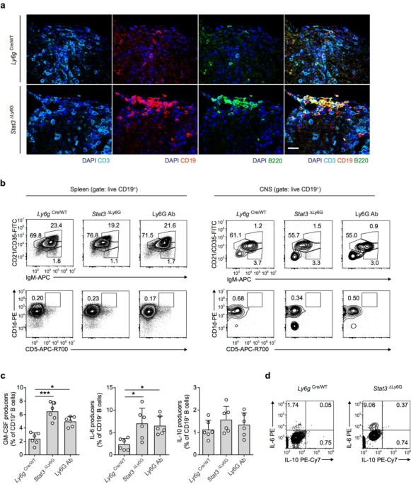 Characterization of B cells in spleen and CNS of mice lacking functional Ly6G+ MDSCs during recovery from EAE.