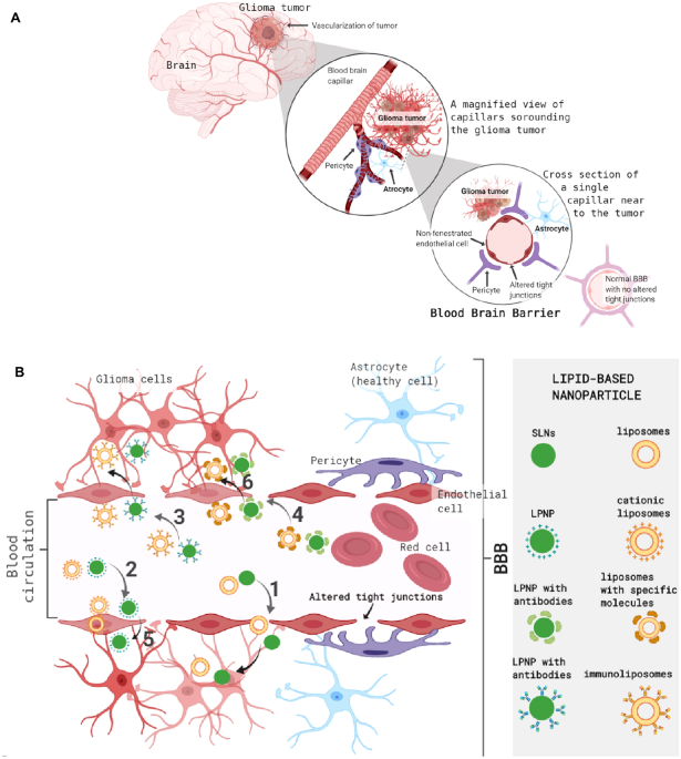 Activity-Based Imaging of Lipid Environments Targeted by Peroxynitrite in  Biomimetic Vesicles and Live Cells