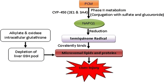 what drugs deplete glutathione Animal models of hepatotoxicity | Inflammation Research