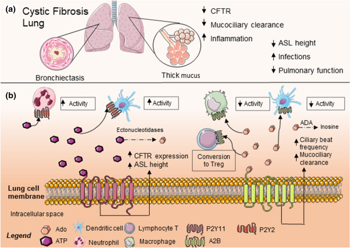 inhaled glutathione cystic fibrosis Nebulized (Inhalation) NatCan Clinics Inhaled glutathione decreases PGE2 and