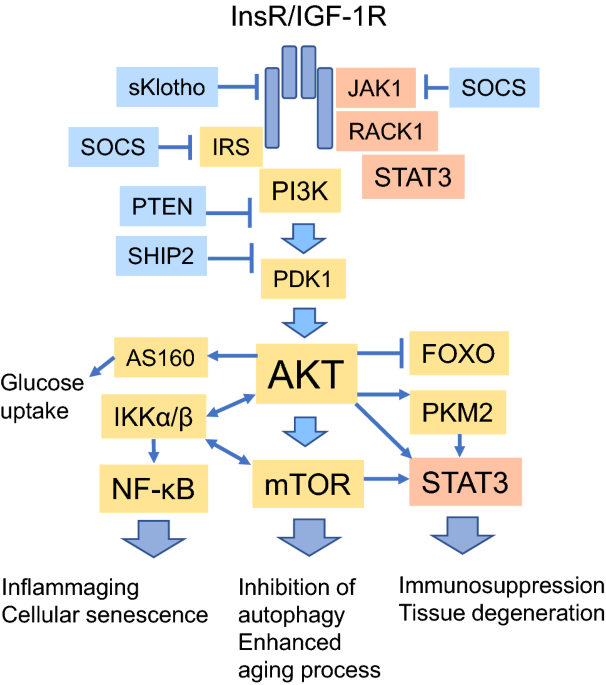 igf-1 lr3 receptor grade vs media grade Human IGF-I (Receptor Grade) Insulin/IGF-1 signaling promotes immunosuppression via
