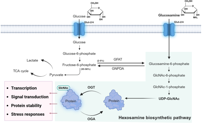 glutathione vs glucosamine Glucosamine as a regulator of O-GlcNAc signaling: linking metabolism to  disease pathogenesis | Inflammation Research