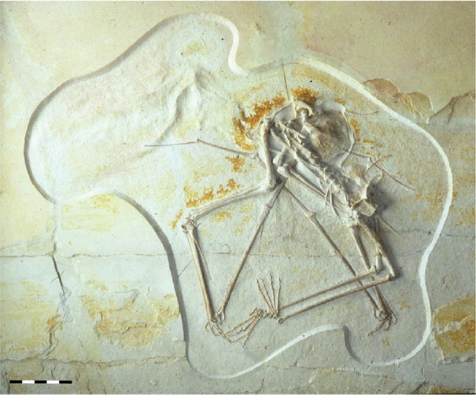 Basal pterosaurs (A und B) and Pterodactyloidea (C) from the Solnhofen