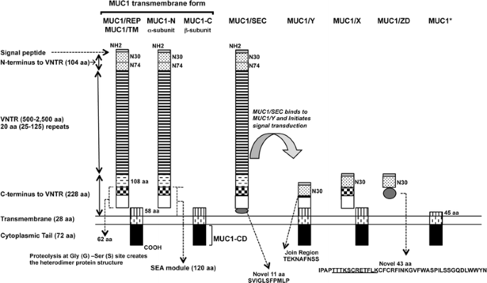 Schematic representation of MUC1 structure. (A) The structure of