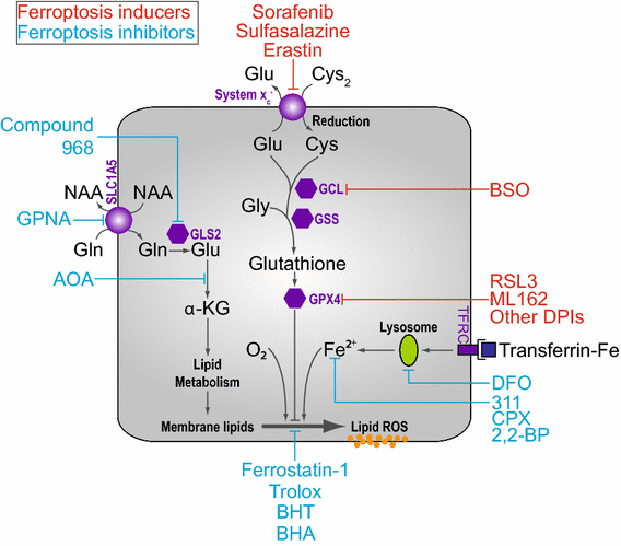 glutathione ferroptosis Mechanisms of ferroptosis | Cellular and Molecular Life Sciences
