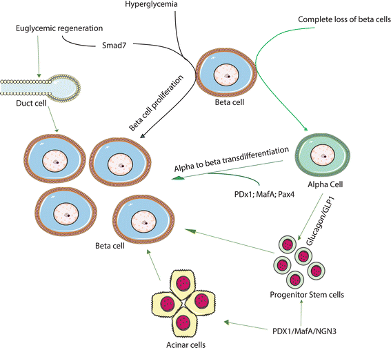 How, When, and Where Do Human β-Cells Regenerate?