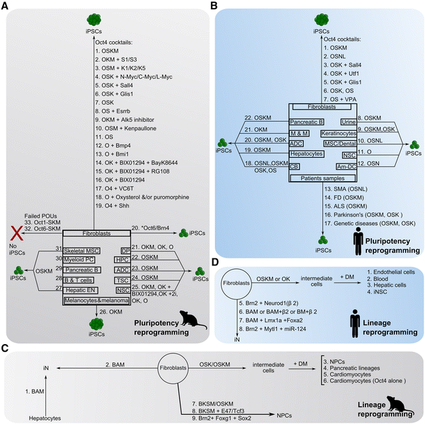 Both Oct-1 POU and λ cI activate transcription by recruiting a core