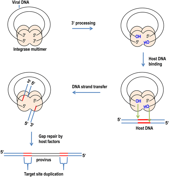 DNA elasticity biases HIV integration in nucleosomes. a Model for tDNA